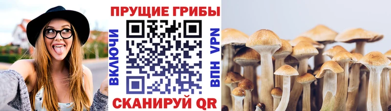Галлюциногенные грибы Psilocybine cubensis  Семикаракорск 
